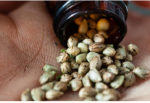 Wie man Cannabis-Samen langfristig lagert: Die besten Tipps Cannabis