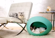 Kleiner Kratzbaum – Ideal für Kitten und kleine Wohnungen