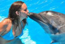 Hurghada Abenteuer Schwimmen mit Delfinen