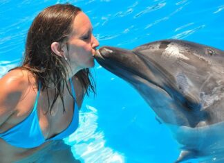 Hurghada Abenteuer Schwimmen mit Delfinen