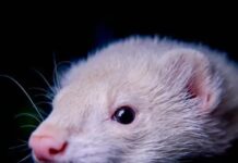 Frettchen Englisch wichtige Begriffe und Informationen rund um Frettchen