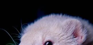Frettchen Englisch wichtige Begriffe und Informationen rund um Frettchen